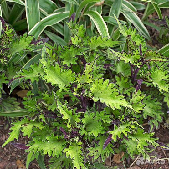 Саженцы колеуса