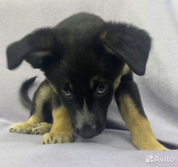 Щенок Нафаня. До воскресенья. В дар