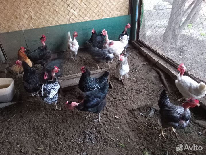 Инкубационное яйцо