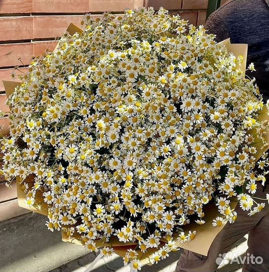 Цветы ромашки