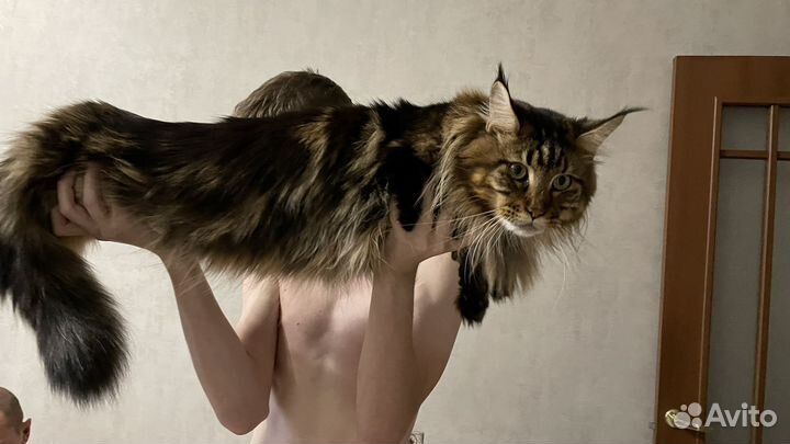 Кот Мэйн кун вязка