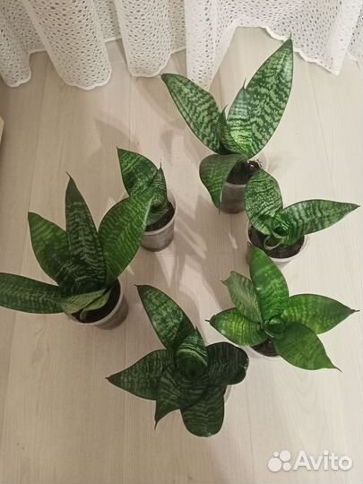 Сансевиерия