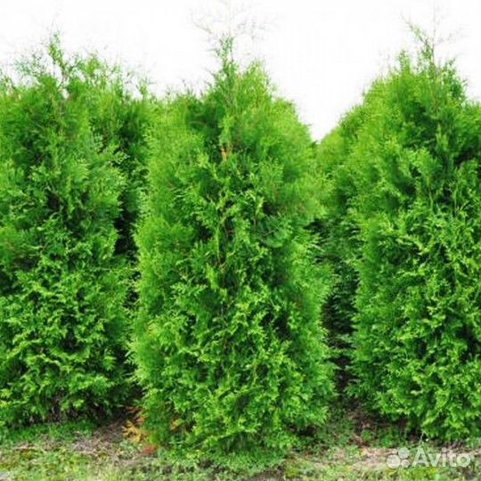 Туя западная Brabant