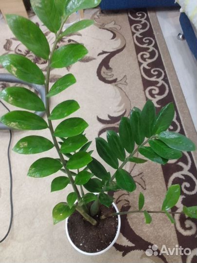 Замиокулькас