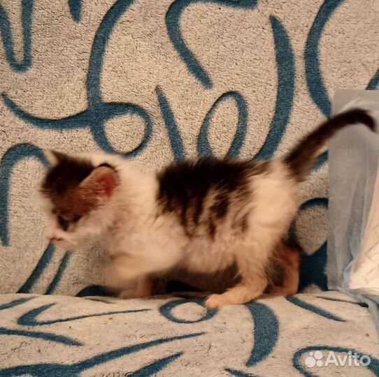 Кот, котёнок, мальчик