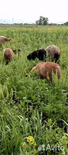 Баранчик и племенной баран