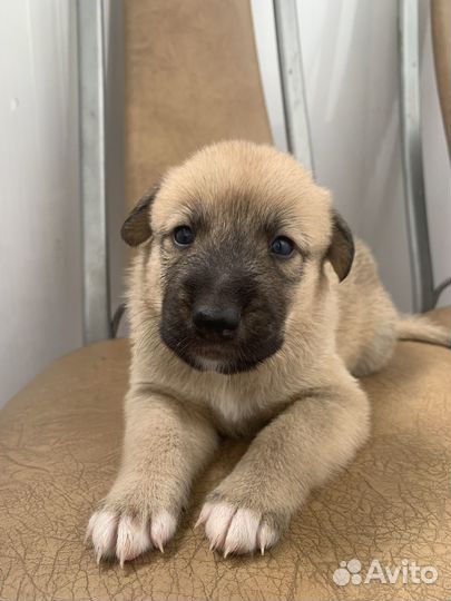 Щеночки в добрые руки