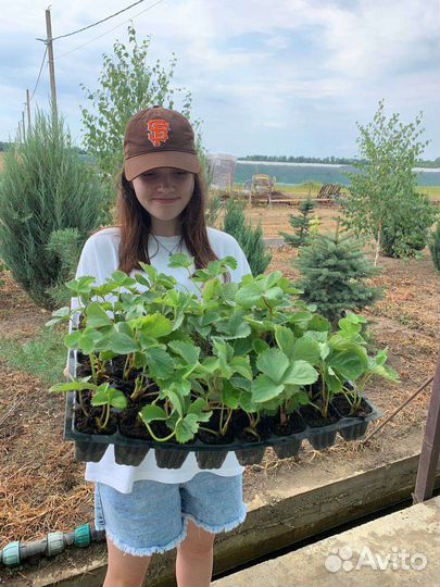 Рассада клубники из питомника