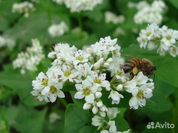 Мёд 24 года Алтайский оптом