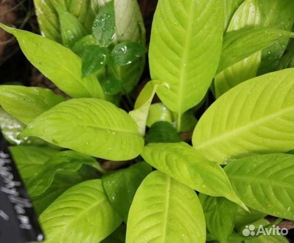 Спатифиллум лемон глоу