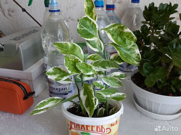 Комнатные растения