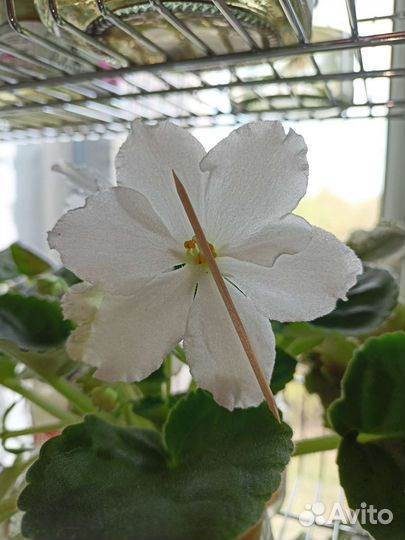 Сортовые фиалки