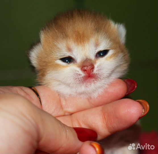 Британские золотые шиншиллы