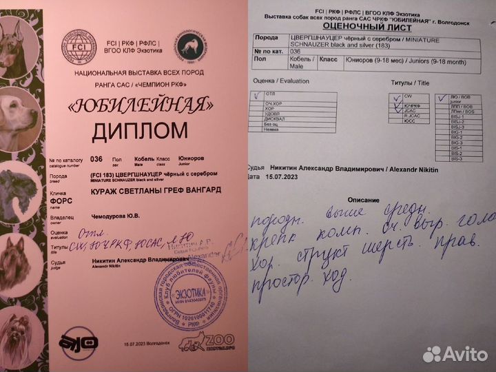 Цвергшнауцер вязка