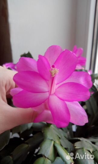 Шлюмбергера декабрист белый, розовый, жёлтый