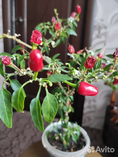 Острый перец огонек