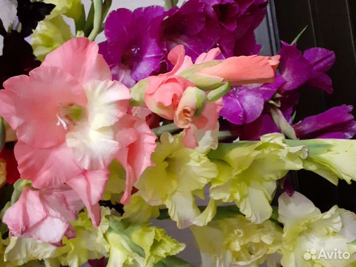 Цветы гдадиолусы