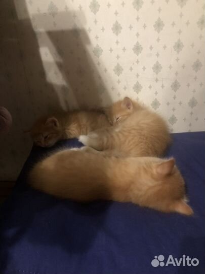 Домашние, рыжие котята
