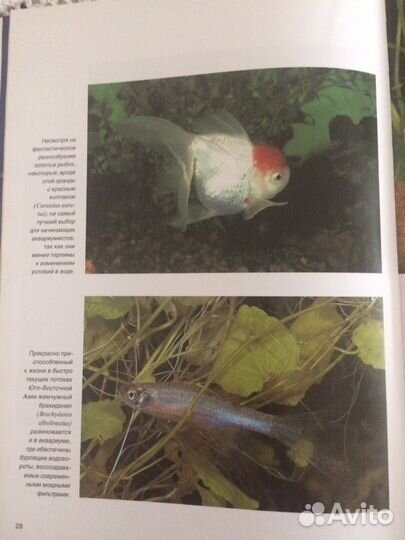 Книга «Аквариумные рыбки»