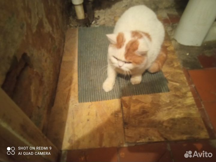Отдам кота в добрые руки