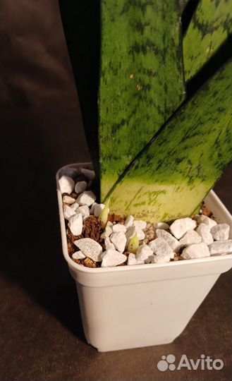 Сансевиерия Зейланика Фан