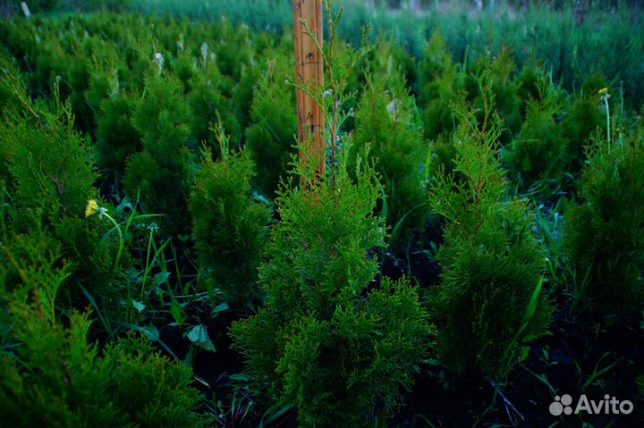 Туи, можжевельники