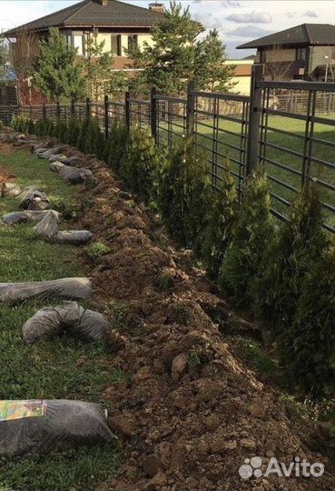 Саженцы Туя Брабант 180-200 см с гарантией