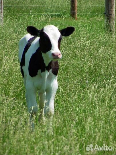 Тёлочки 5мес 9мес