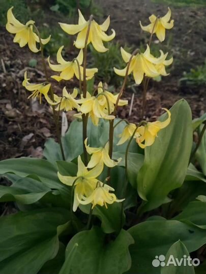 Кандык (эритрониум)