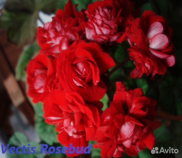 Пеларгонии сортовые (Герань)