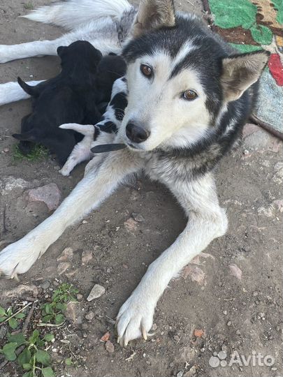 Собака в добрые руки отдам бесплатно