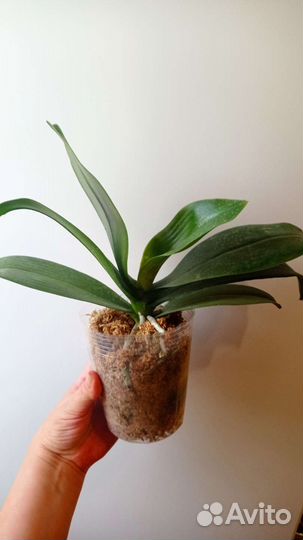 Орхидея perfume glow rainbow