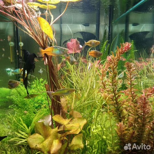 Аквариумные рыбки