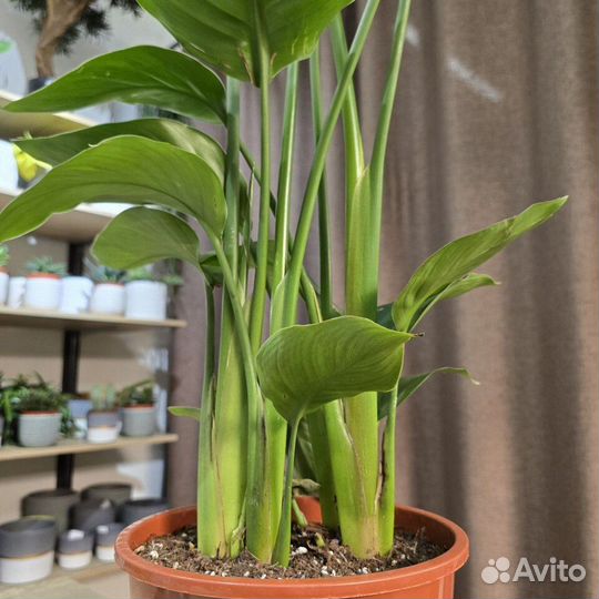 Стрелиция Николая