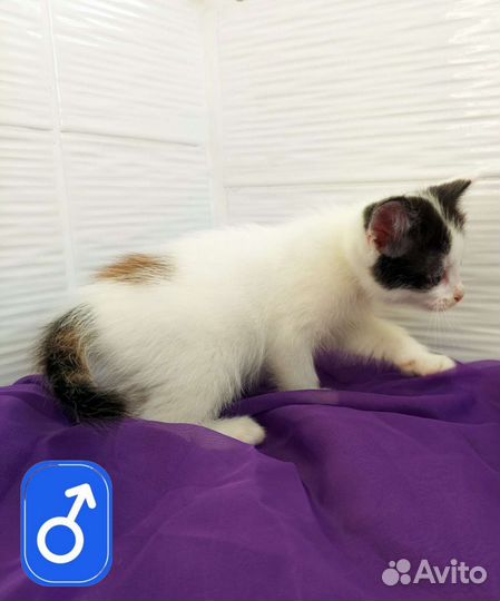 Кот трехцветный