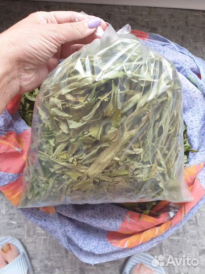 Иван чай, сбор 2023