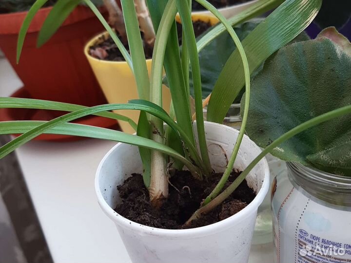 Гиппиаструм