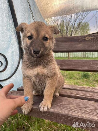 Собака щенок Малявочка