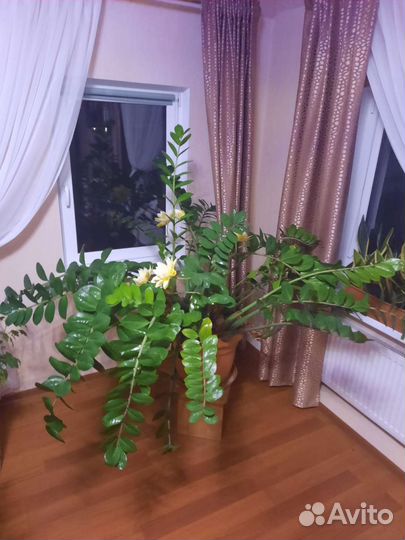 Замиокулькас