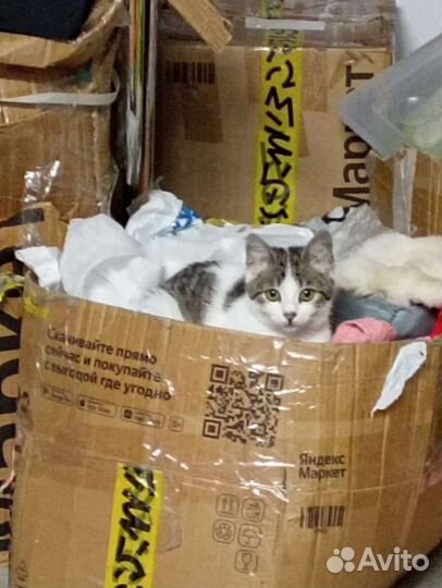 Киса Зефирка, бесплатно