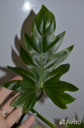Филодендрон ксанаду майк. Растет лианой