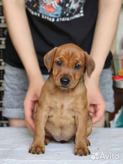 Щенки немецкого пинчера