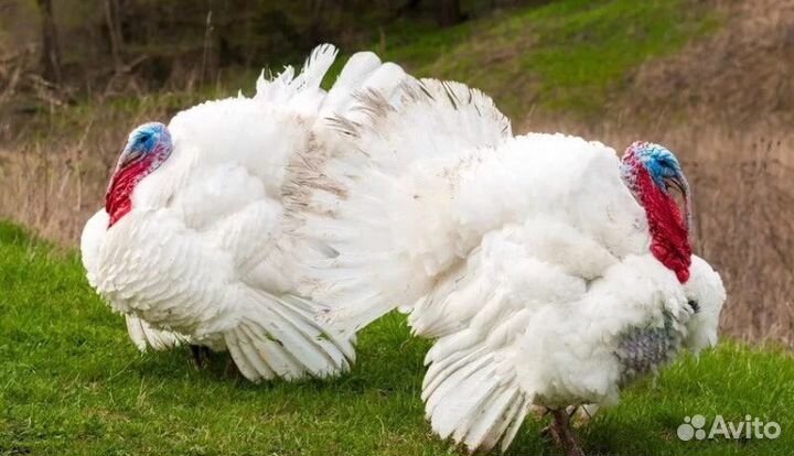 Яйцо Хайбрид Конвертер Канада