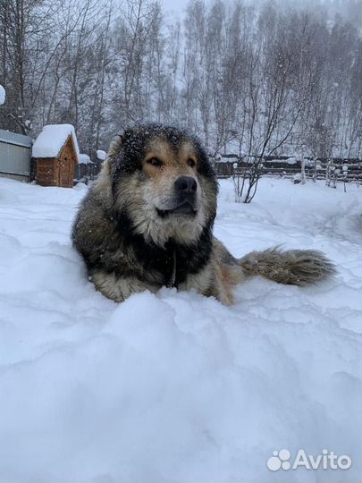 Вязка кобель крупный