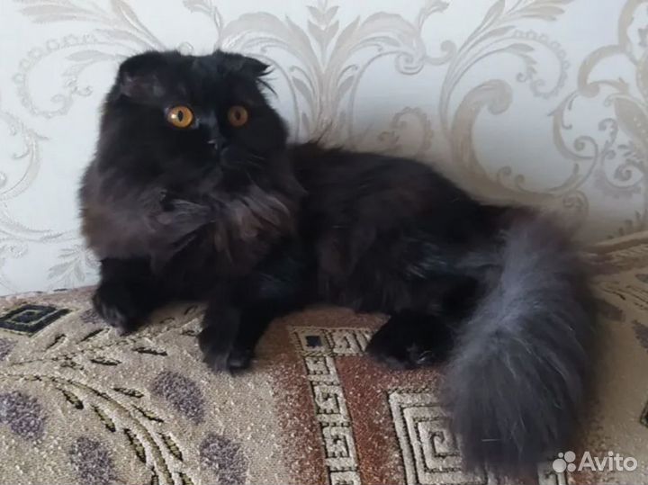Британские котята