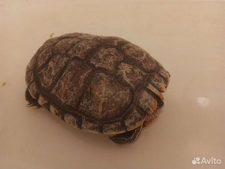 Черепаха
