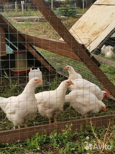 Куры молодки породистые мясояичные (семья)