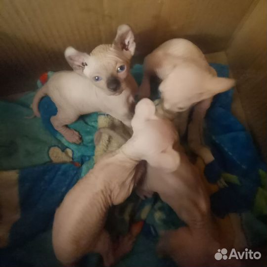 Канадский сфинкс эльф котенок