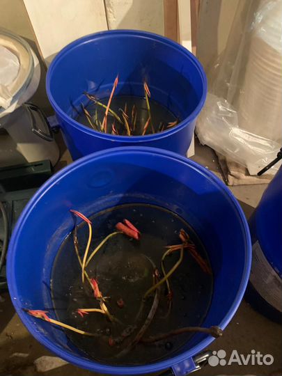 Лилия белая Нимфея