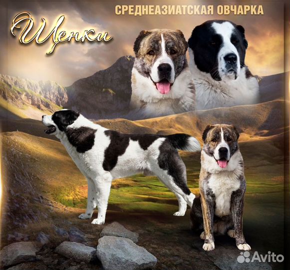Среднеазиатская овчарка (Алабай) щенки